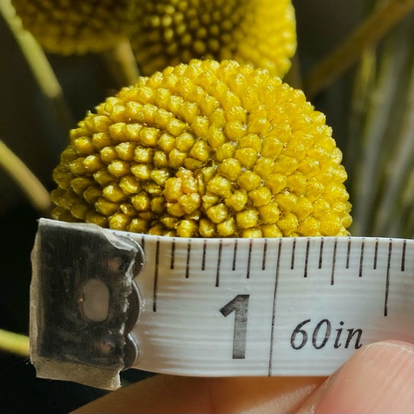 10 STEMS Dried Flowers Billy Balls - Craspedia Flowers - Picture 9 of 13